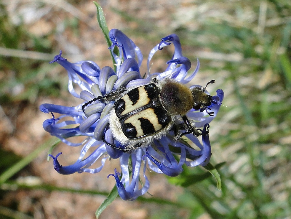 Trichius fasciatus (Cetoniidae)